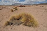 Jarava ichu. Вегетирующие растения. Боливия, подножие вулкана Ольягуе. 18.03.2014.