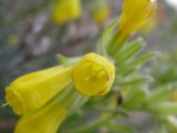 Onosma taurica