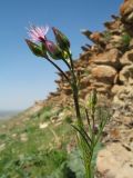 Crupina vulgaris