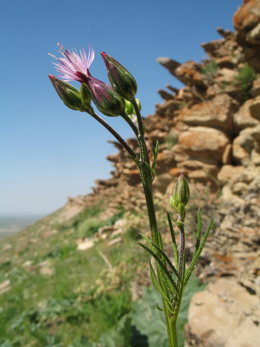 Image of Crupina vulgaris specimen.