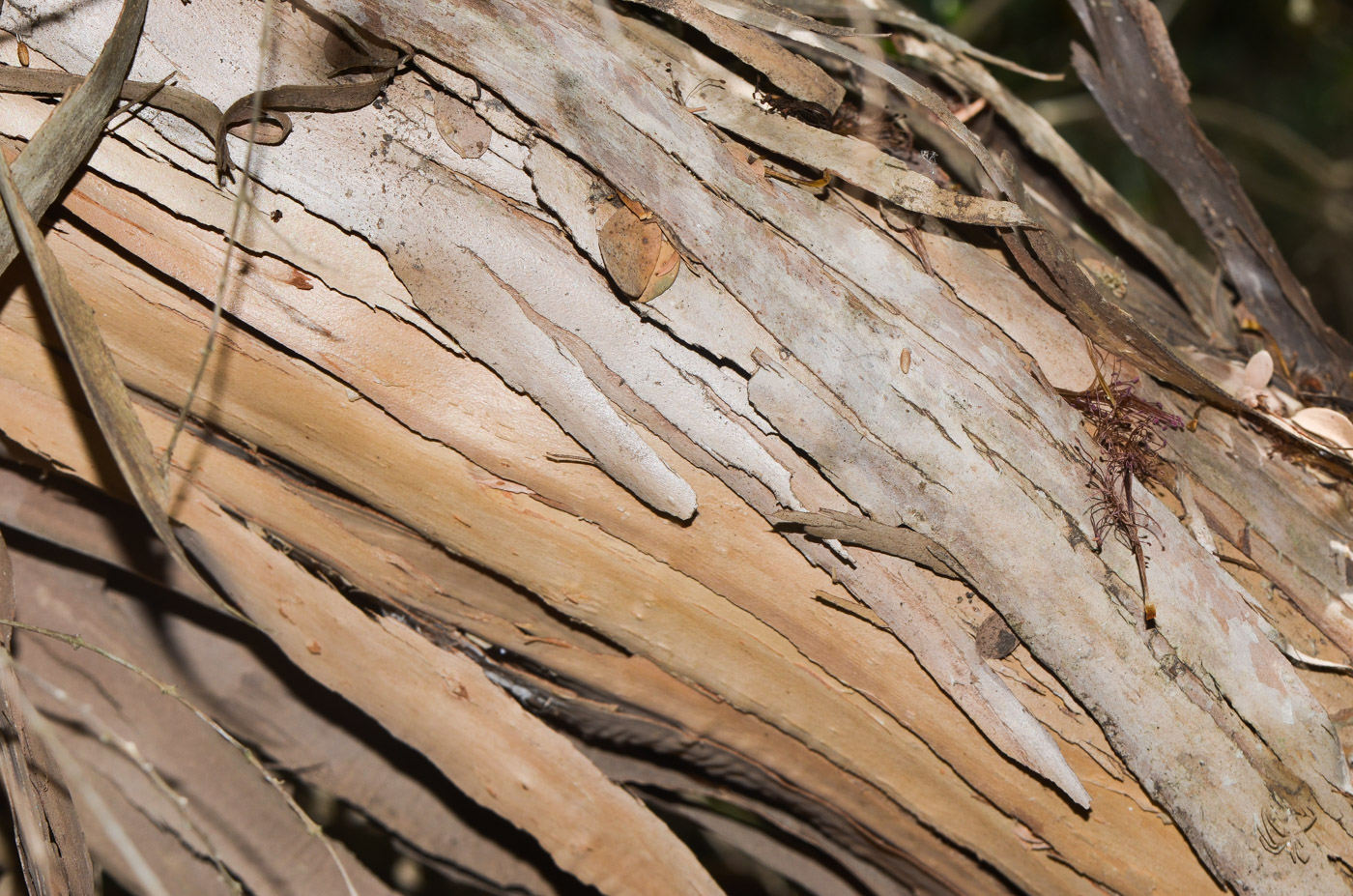 Image of Melaleuca elliptica specimen.
