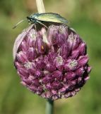 Allium rotundum. Соцветие с кормящейся бабочкой-пестрянкой. Горный Крым, Долгоруковская яйла. 03.06.2018.