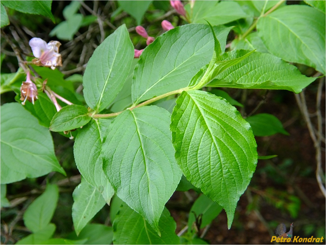 Image of genus Weigela specimen.