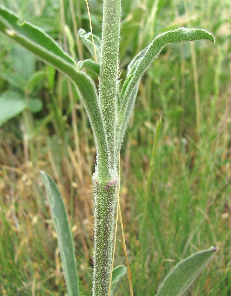 Изображение особи Silene densiflora.