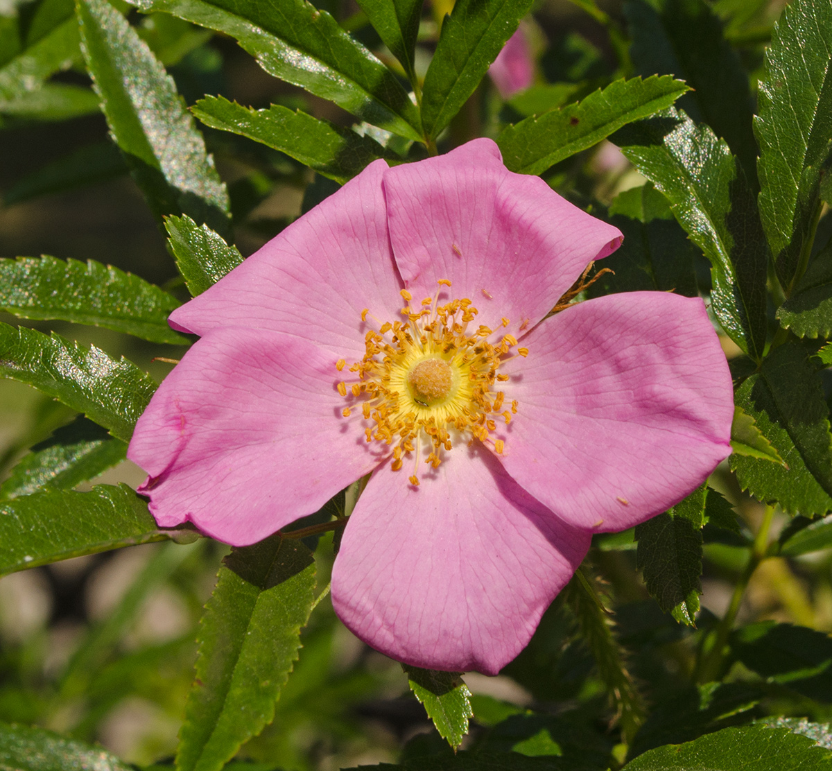 Изображение особи род Rosa.