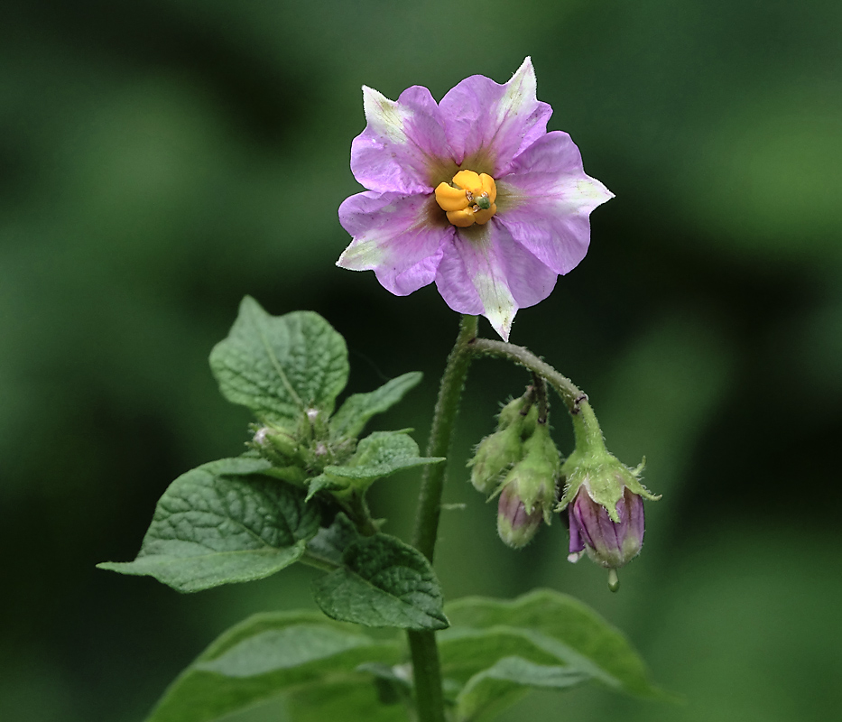 Изображение особи Solanum tuberosum.