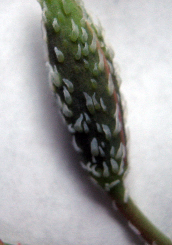 Image of Glaucium squamigerum specimen.