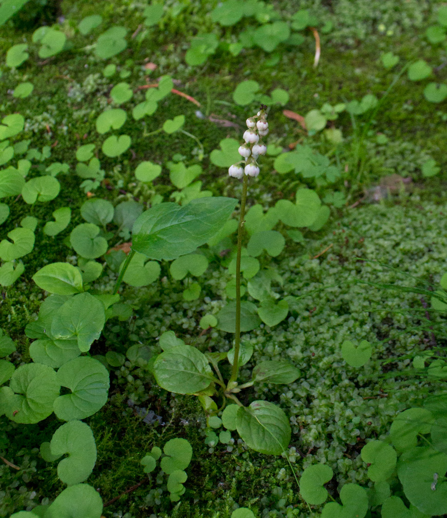 Изображение особи Pyrola minor.