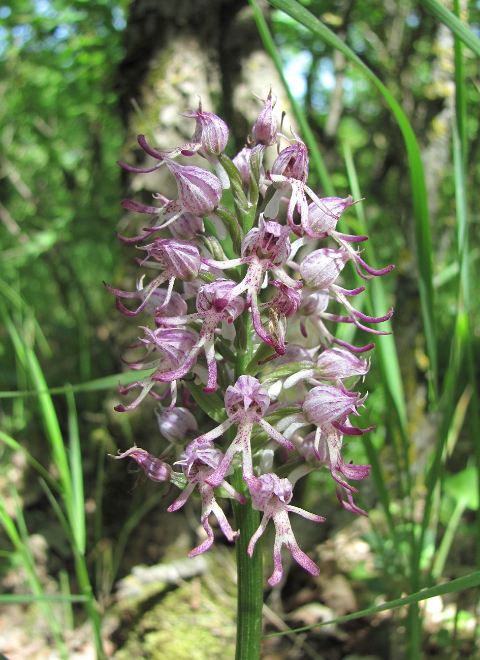 Изображение особи Orchis × angusticruris nothosubsp. transcaucasica.