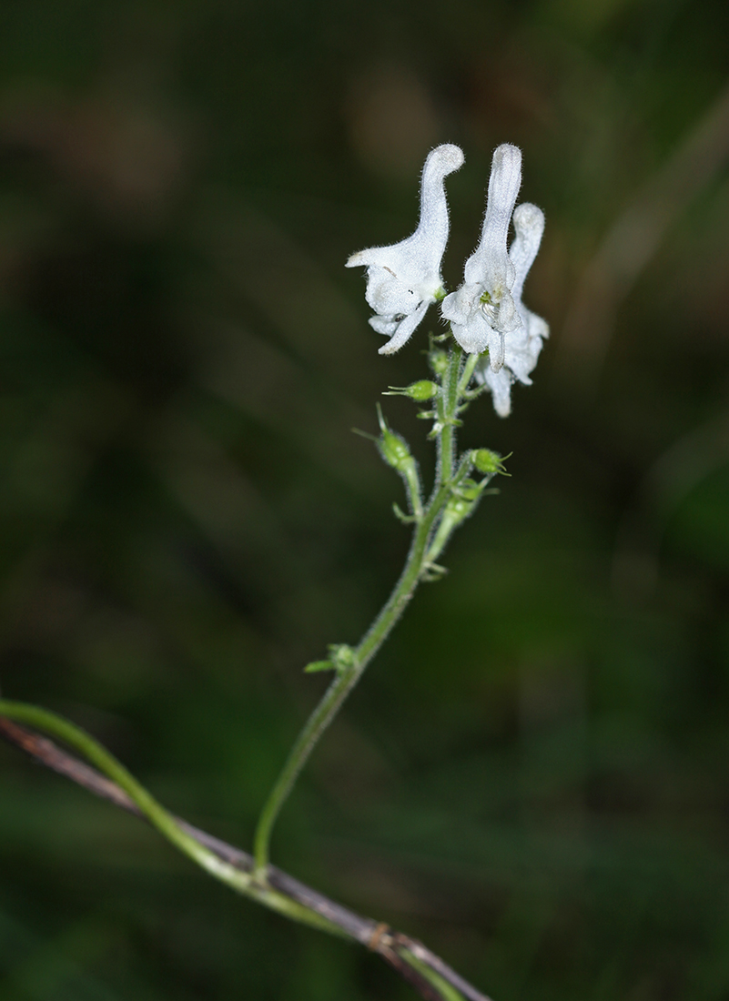 Image of Aconitum alboviolaceum specimen.