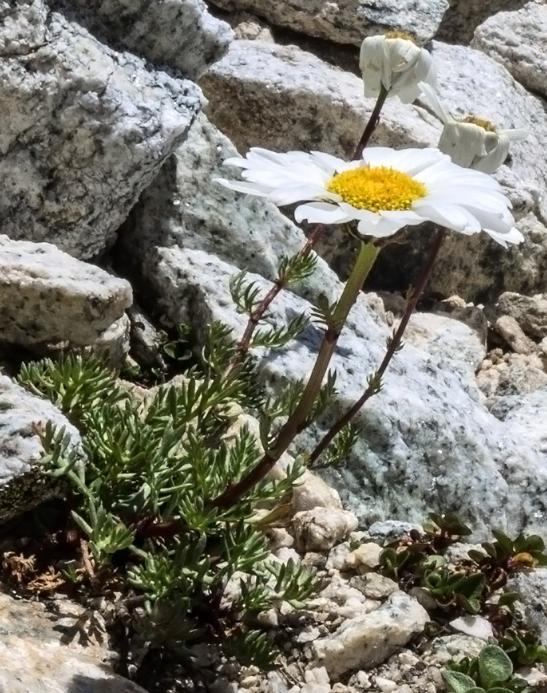 Изображение особи Tripleurospermum caucasicum.