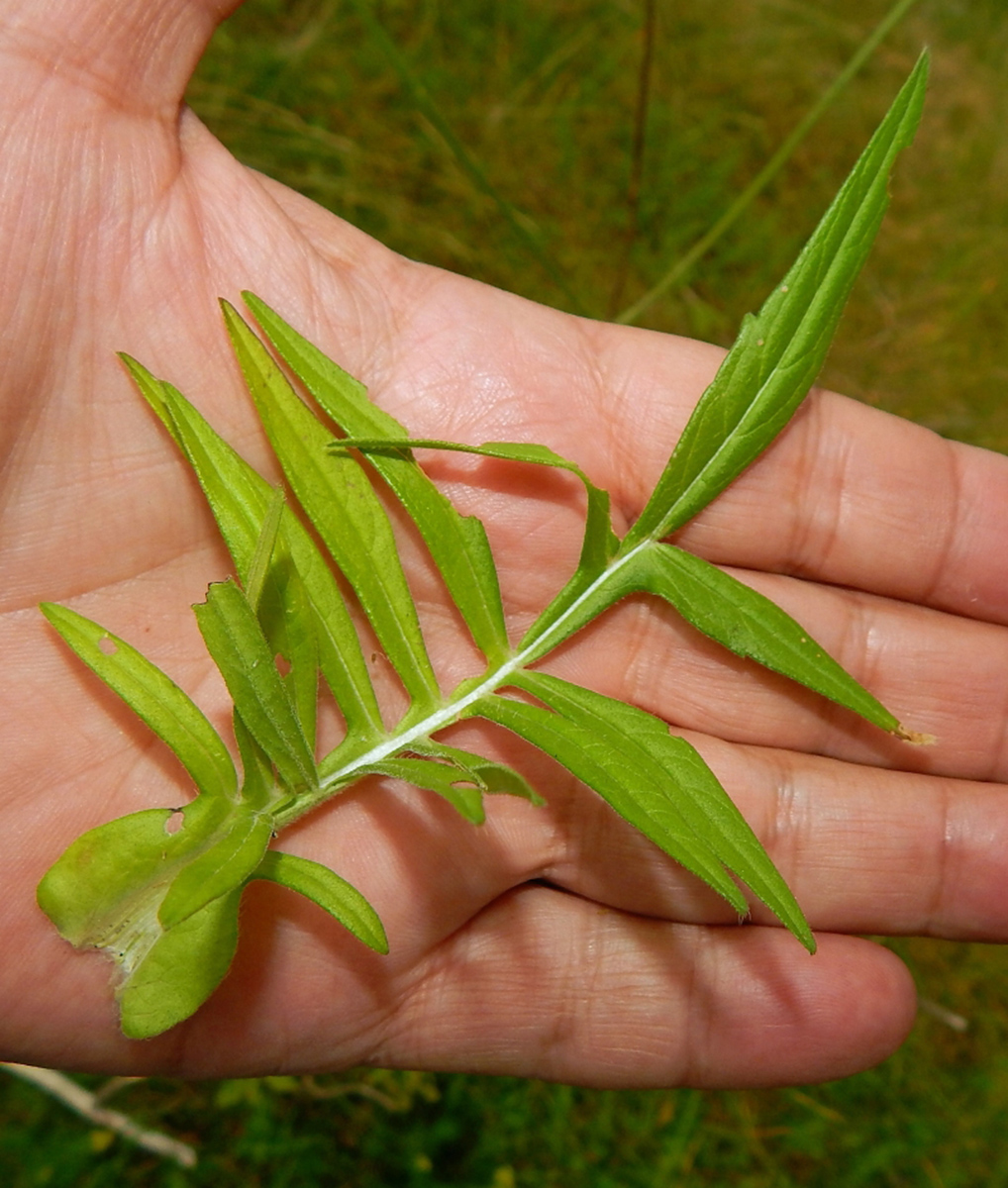Image of genus Knautia specimen.