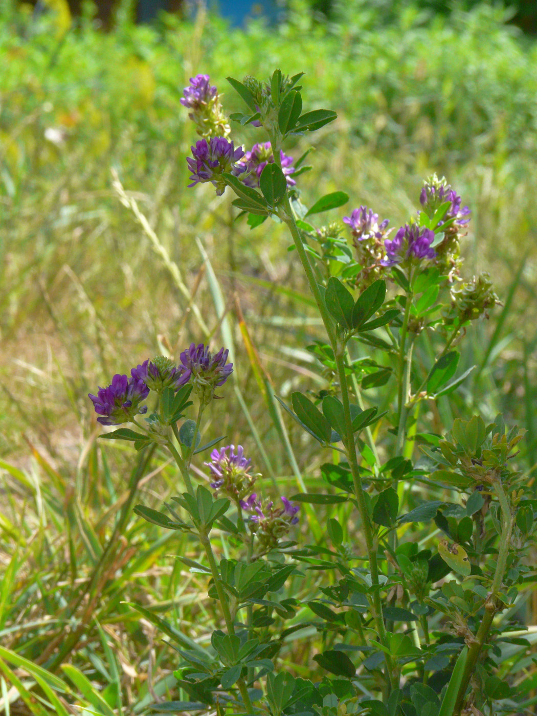 Изображение особи Medicago sativa.