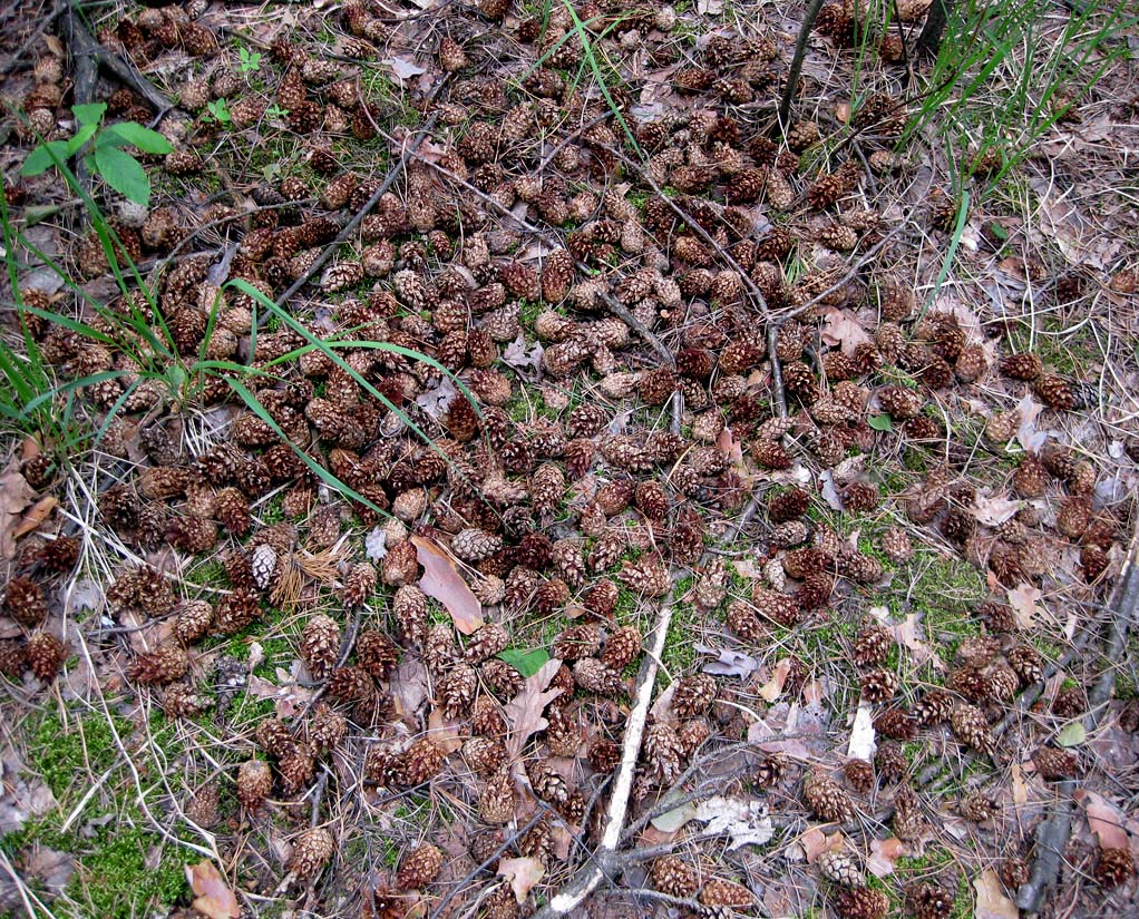 Image of Pinus sylvestris specimen.