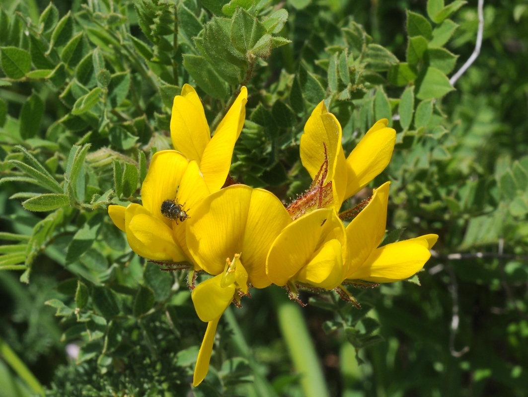 Изображение особи Calophaca tianschanica.