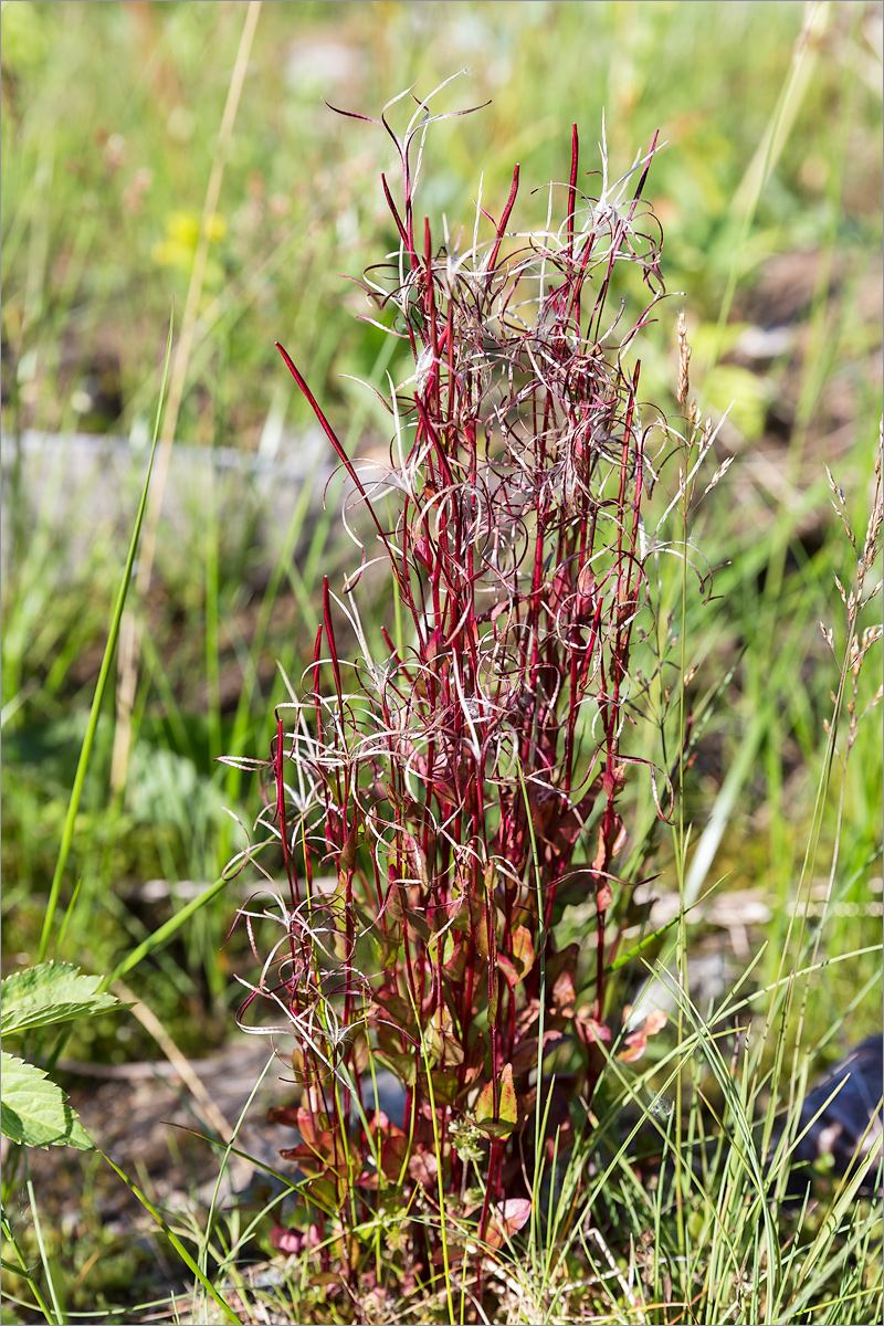 Image of Epilobium hornemannii specimen.