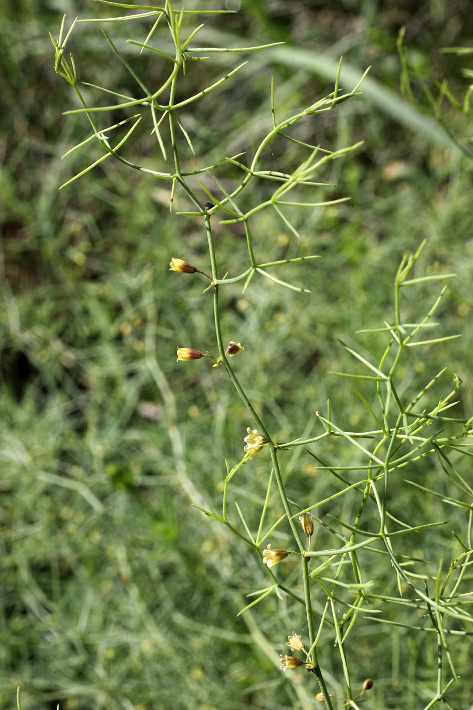 Изображение особи Asparagus ferganensis.