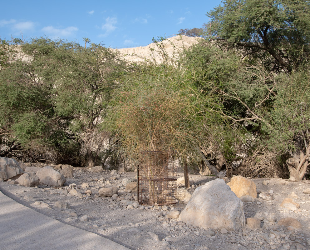 Image of Capparis decidua specimen.