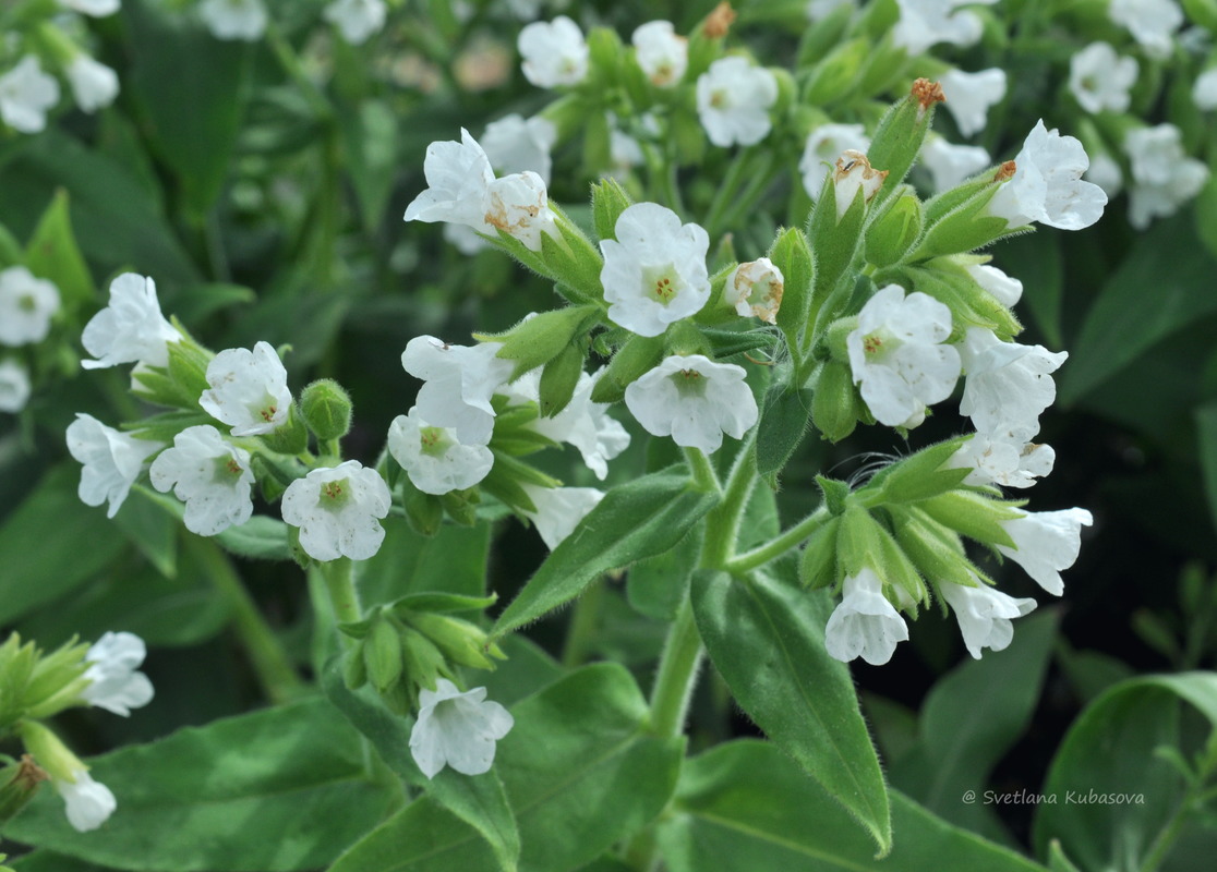 Изображение особи Pulmonaria mollis.