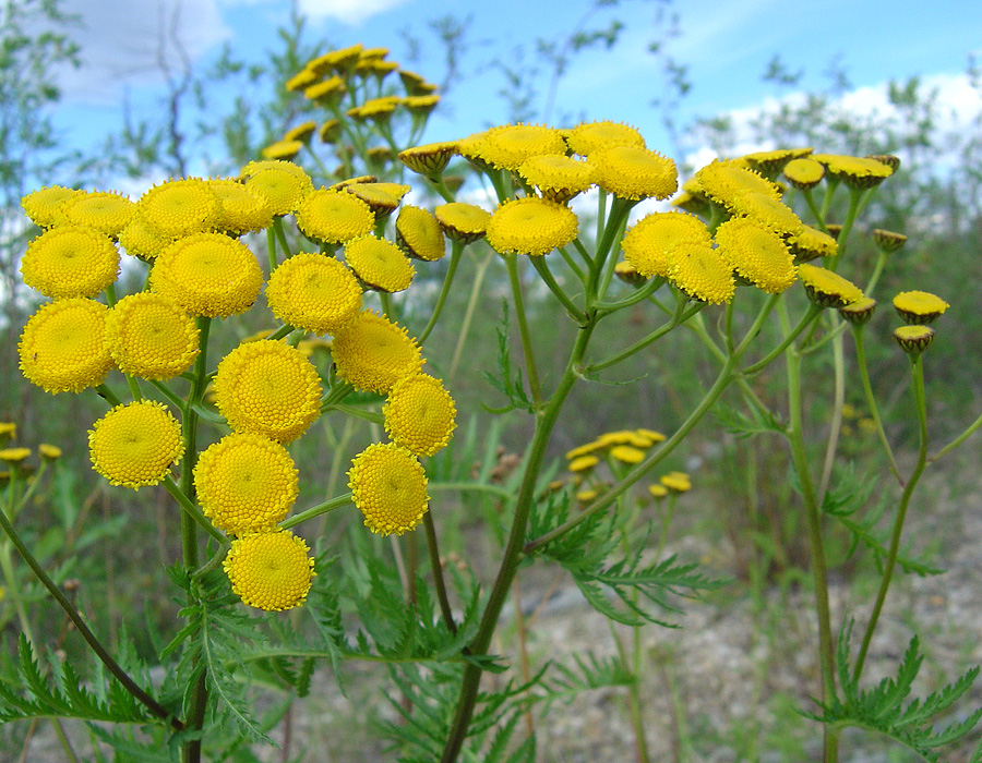 Изображение особи Tanacetum boreale.
