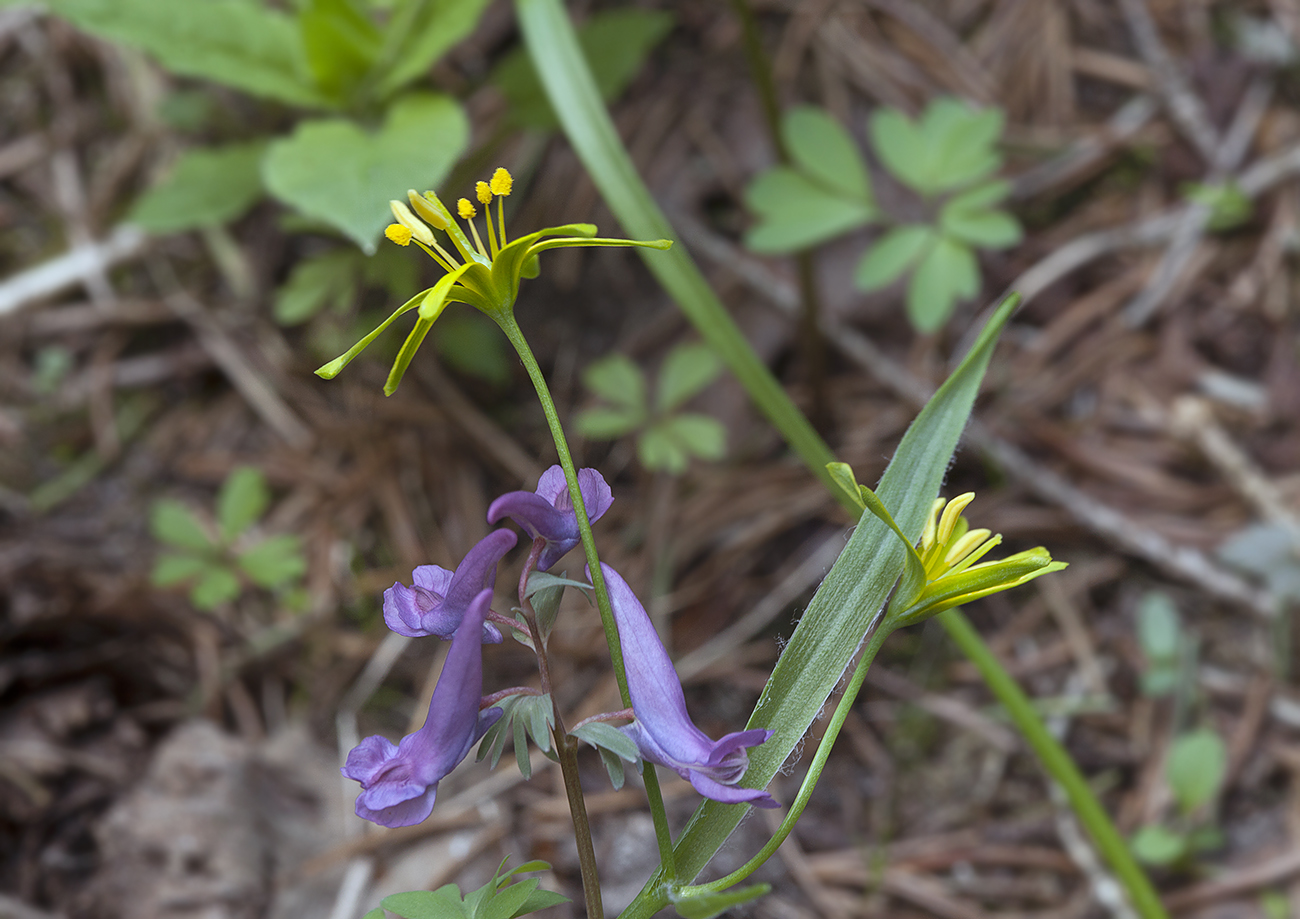 Image of Gagea lutea specimen.