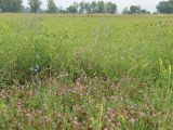 Trifolium pratense. Цветущие растения среди разнотравья. Казахстан, Восточно-Казахстанская обл., Уланский р-н, окр. с. Украинка, луг. 11.07.2005.