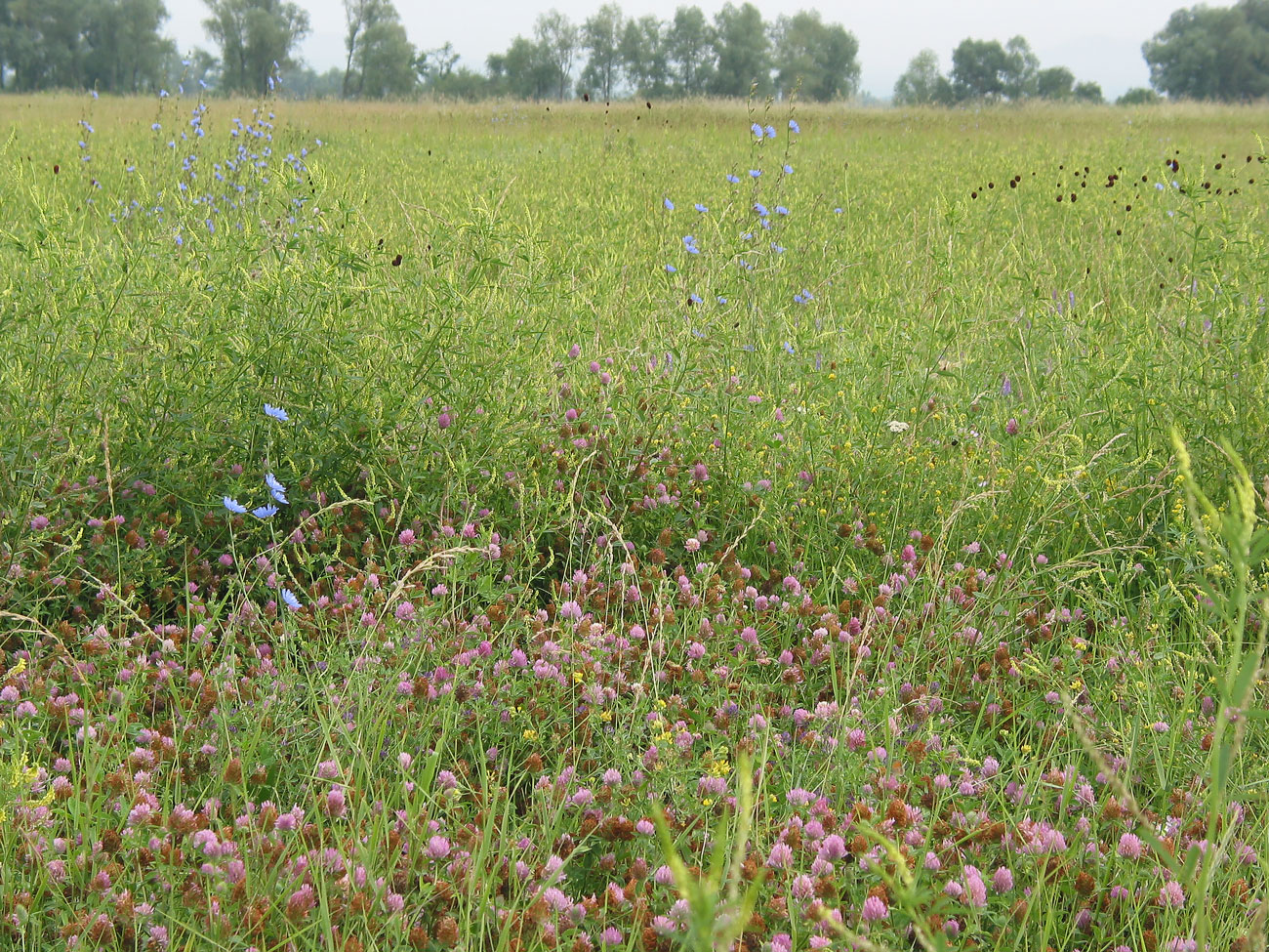 Image of Trifolium pratense specimen.