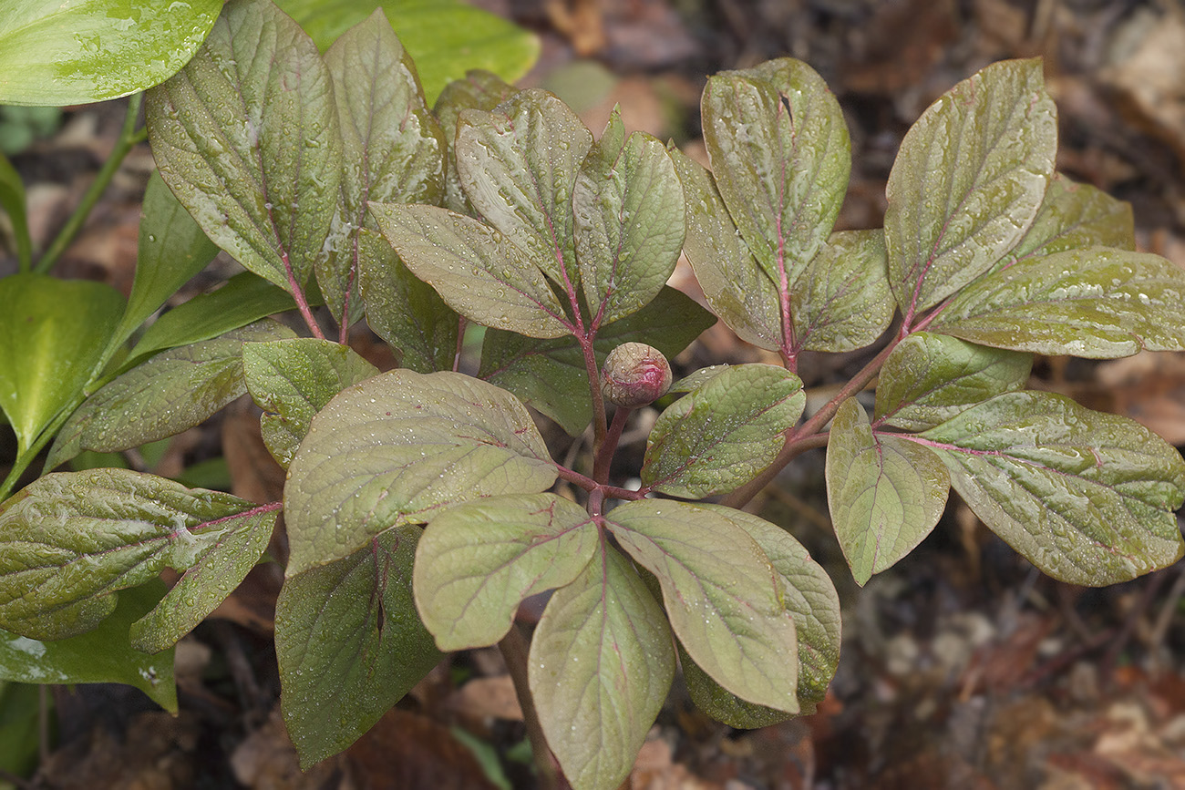 Изображение особи Paeonia caucasica.