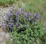 Salvia fruticosa