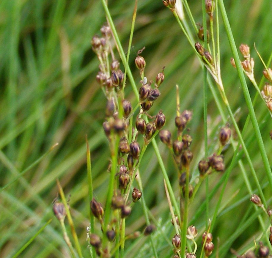 Image of Juncus gerardi specimen.