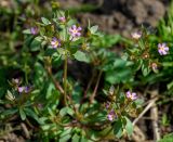 Androsace maxima