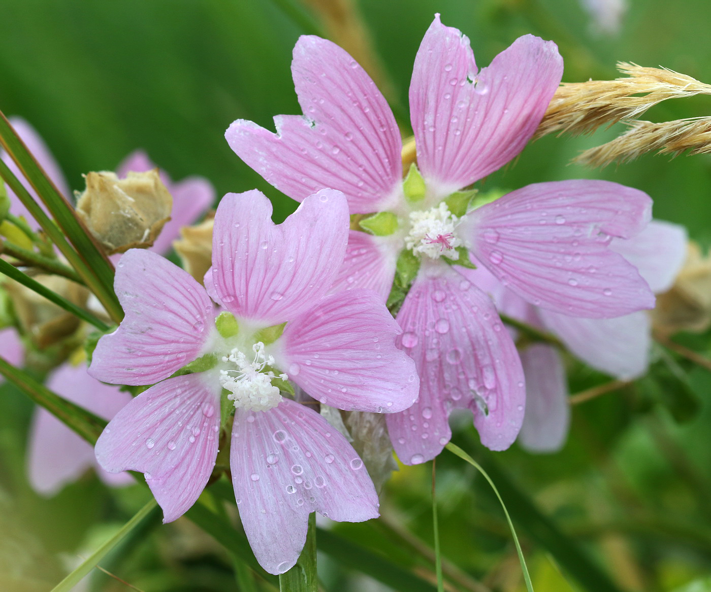 Image of Malva thuringiaca specimen.