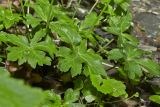 Sanicula europaea