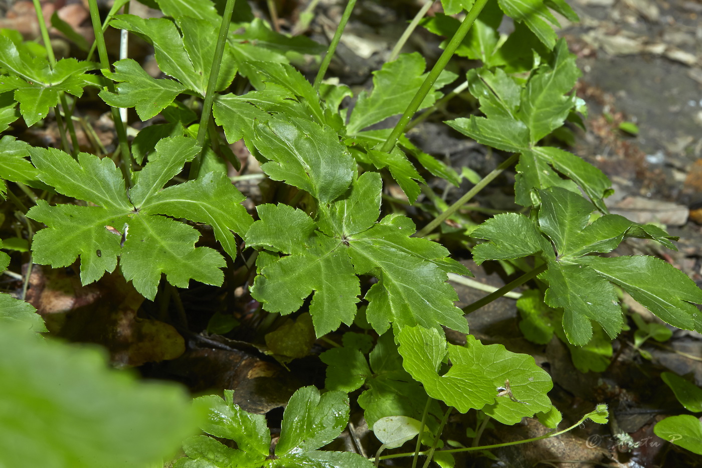 Image of Sanicula europaea specimen.