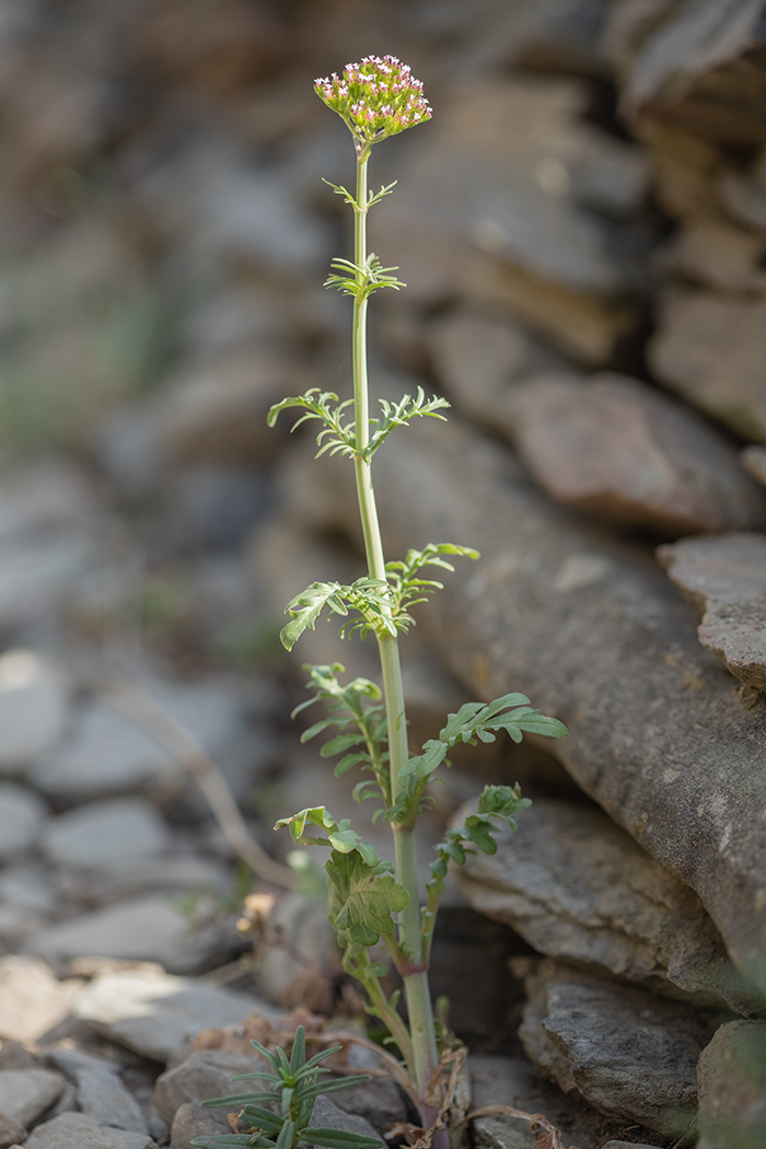 Image of Centranthus calcitrapae specimen.