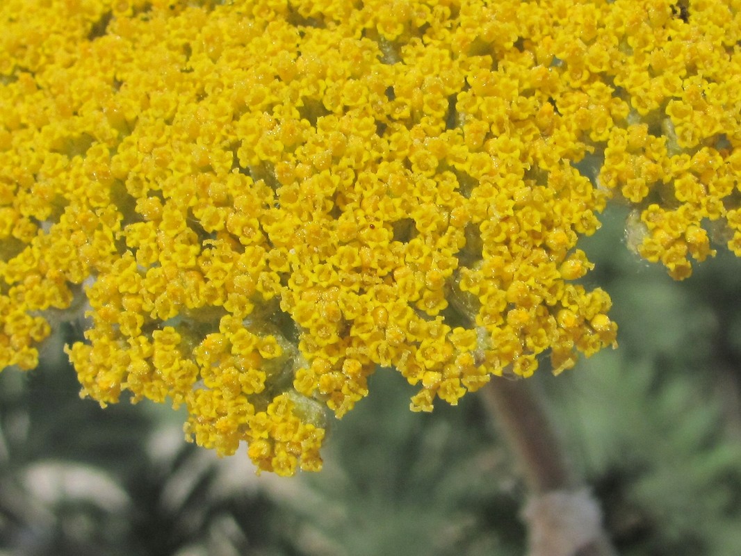 Изображение особи Achillea filipendulina.