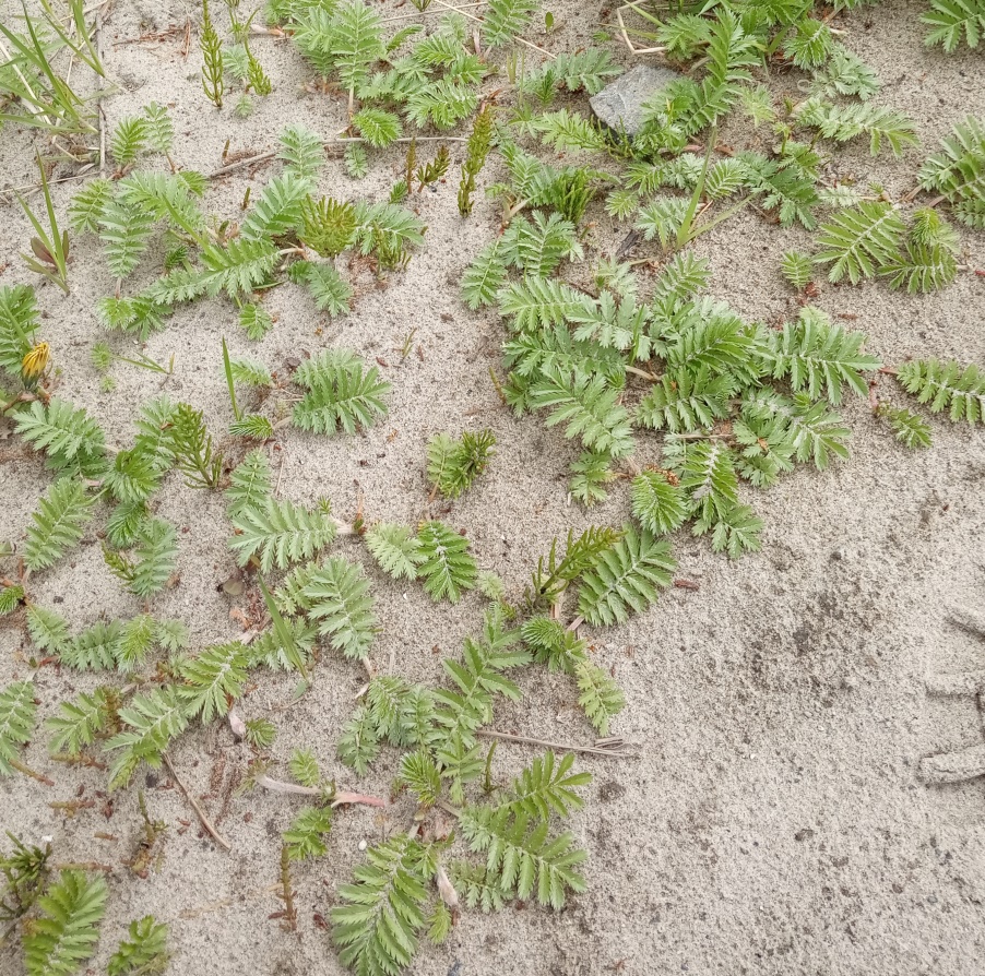 Image of Potentilla anserina specimen.