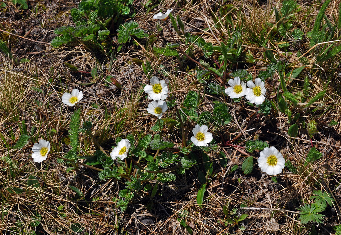 Изображение особи Callianthemum sajanense.