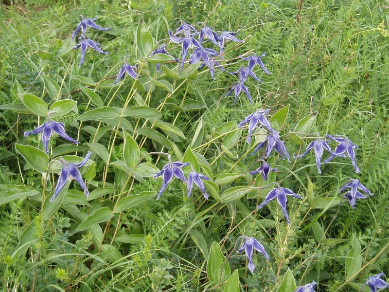 Image of Clematis integrifolia specimen.
