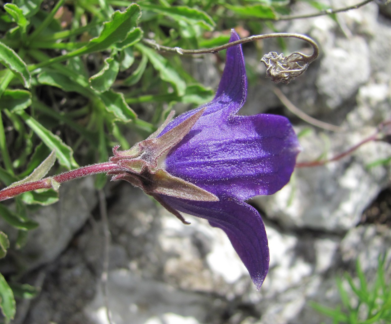 Изображение особи Campanula argunensis.