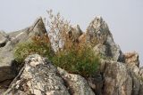 Aconogonon angustifolium. Цветущее и плодоносящее растение (на заднем плане видны цветущие Stellaria dichotoma). Иркутская обл., Ольхонский р-н, окр. с. Сахюрта, береговой склон к оз. Байкал, скальные обнажения на возвышенной части. 13.07.2019.