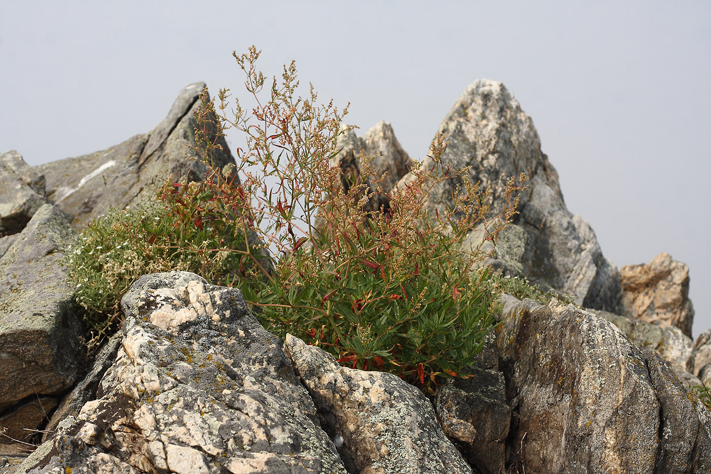 Image of Aconogonon angustifolium specimen.