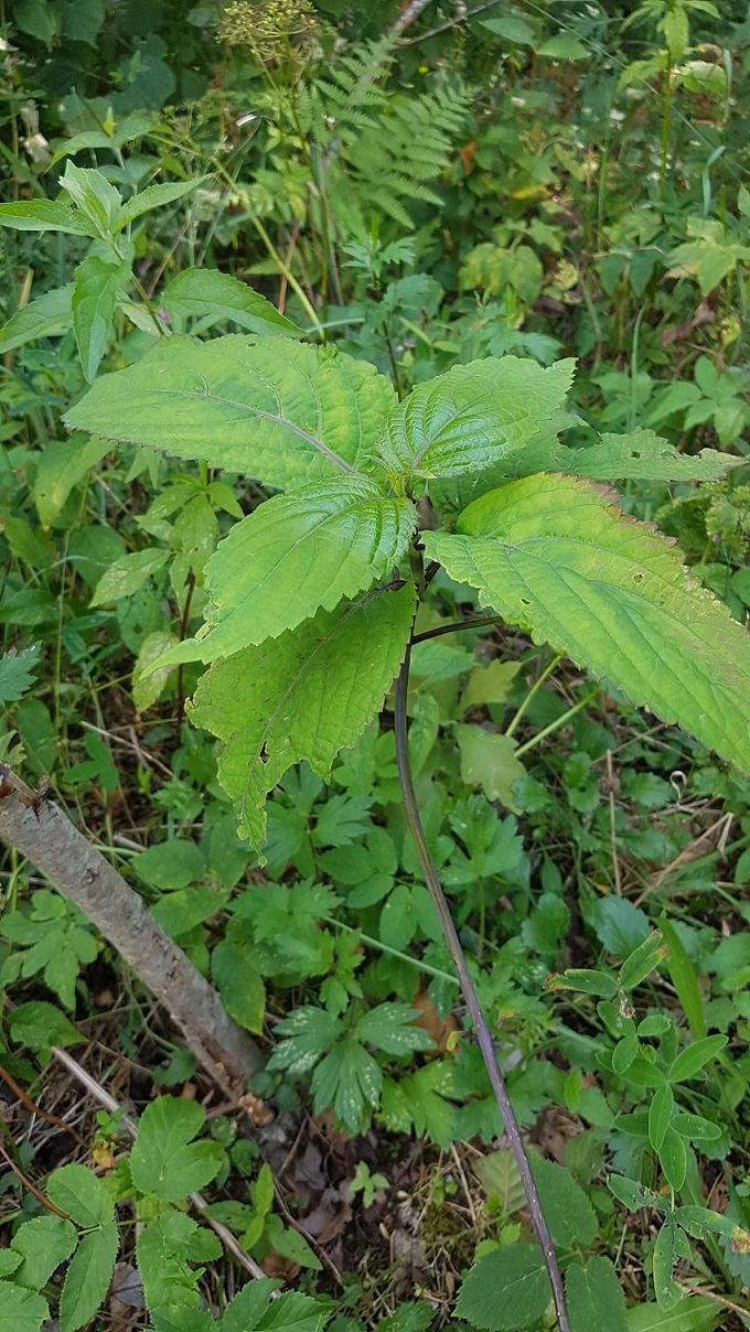 Изображение особи Collinsonia canadensis.