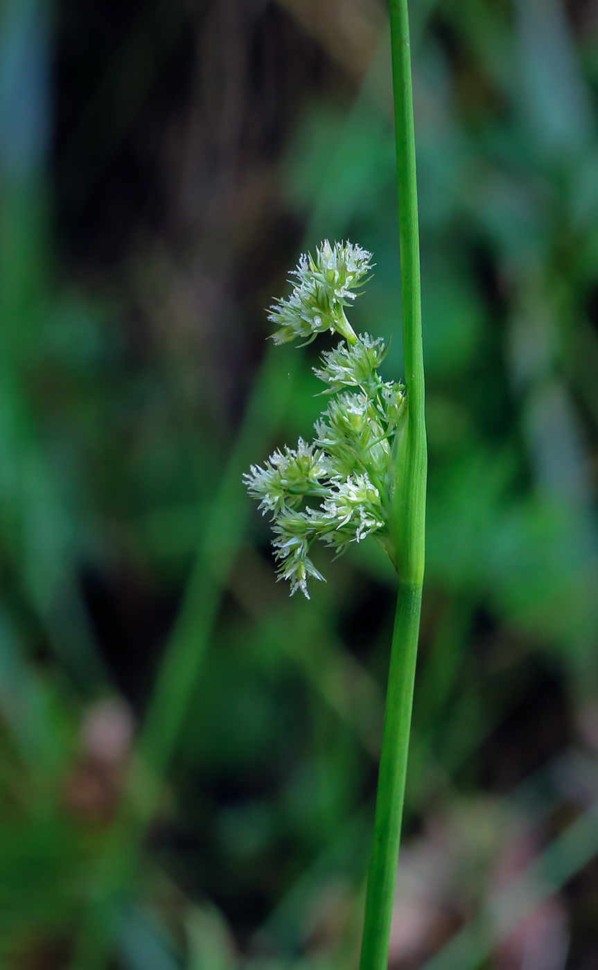 Изображение особи Juncus effusus.