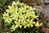 Gentiana oschtenica