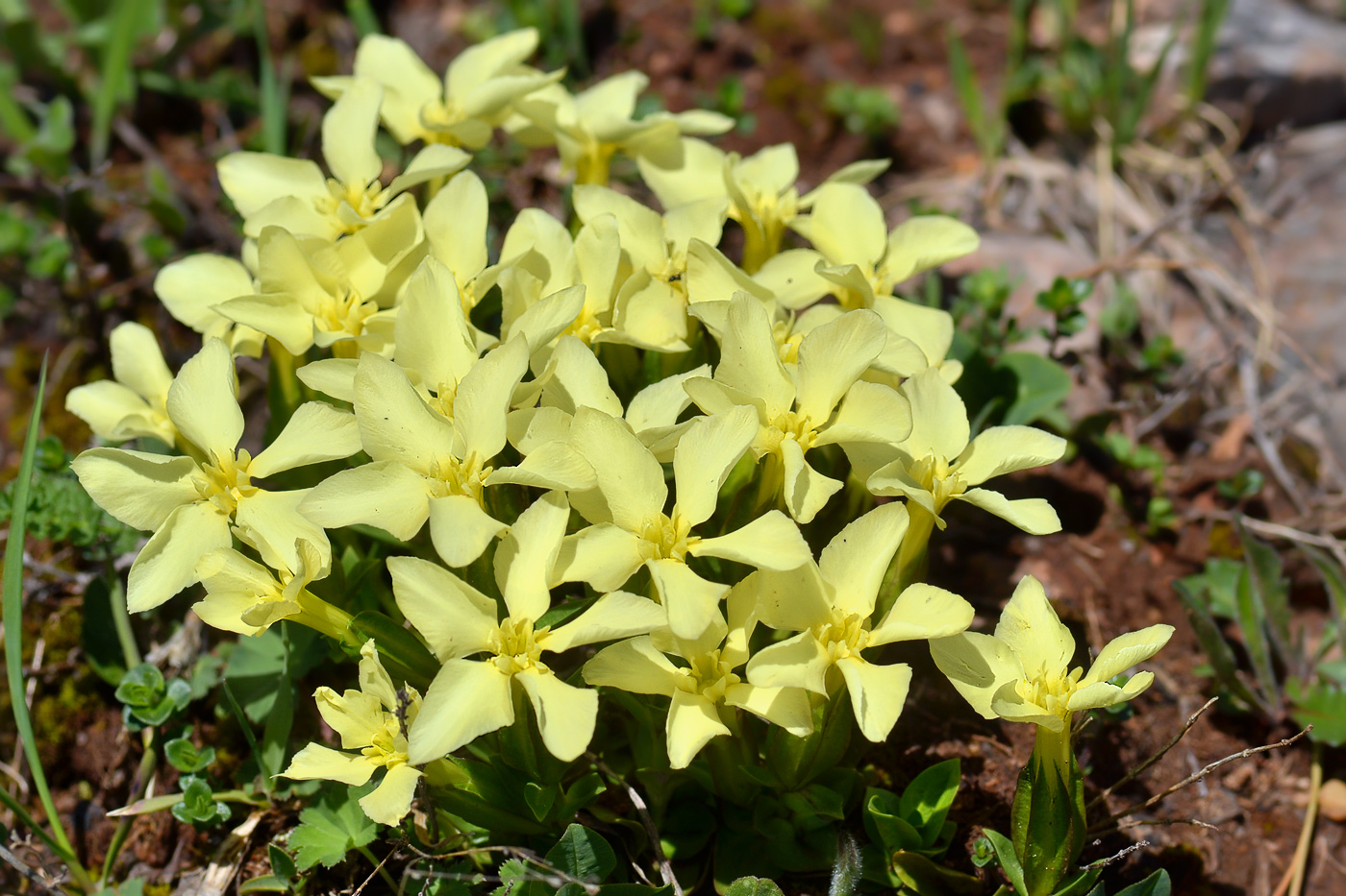 Image of Gentiana oschtenica specimen.