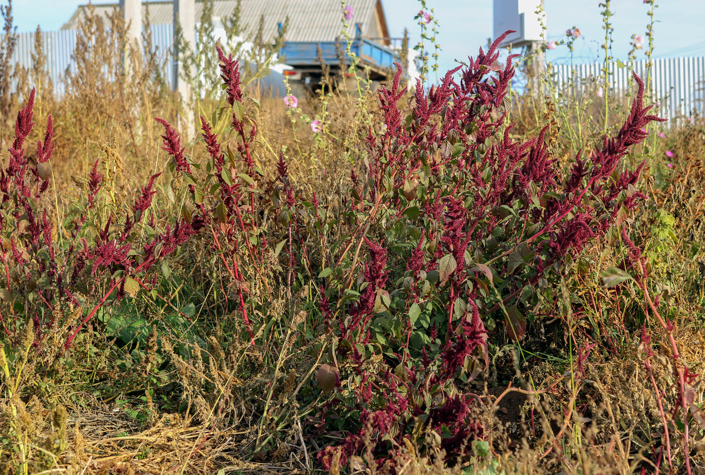 Изображение особи Amaranthus hypochondriacus.