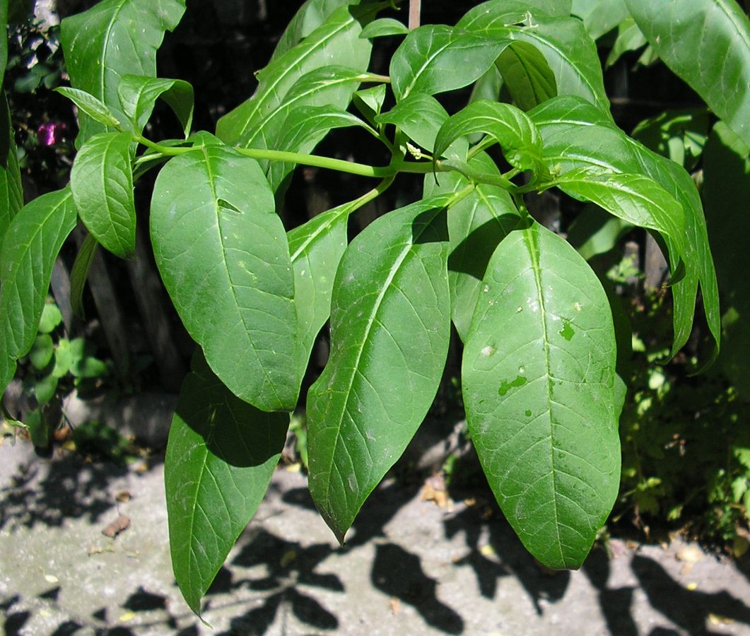 Image of Phytolacca americana specimen.