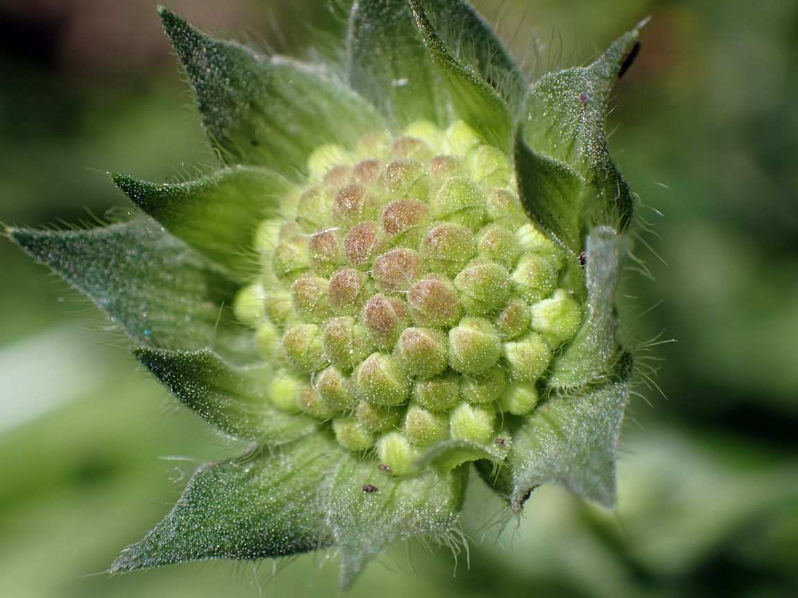 Image of Knautia arvensis specimen.