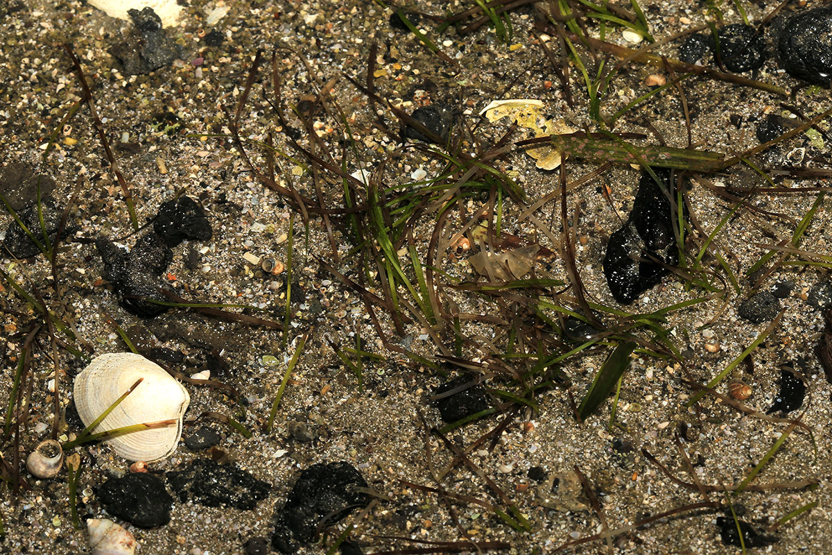 Image of Zostera japonica specimen.